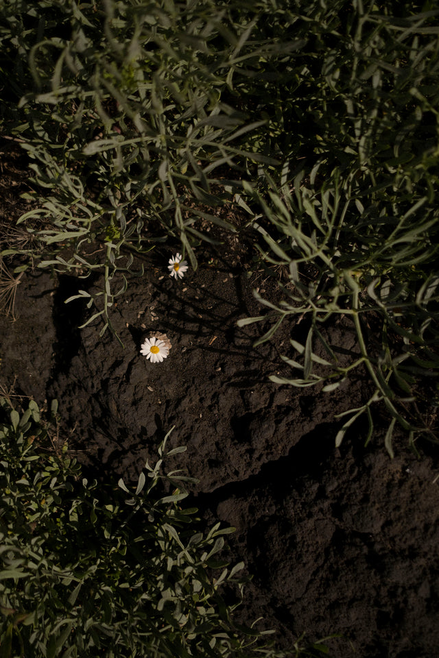 scalp gua sha agate comb